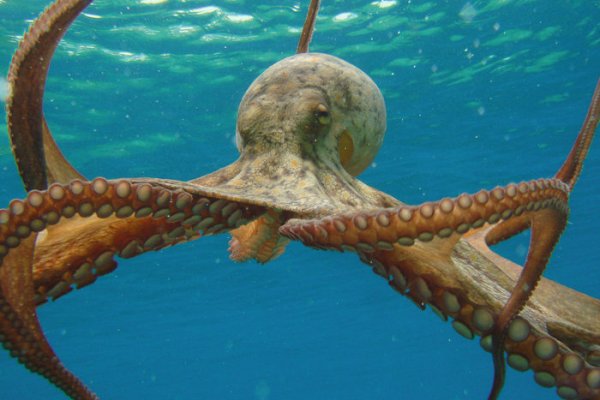 Как попасть на кракен